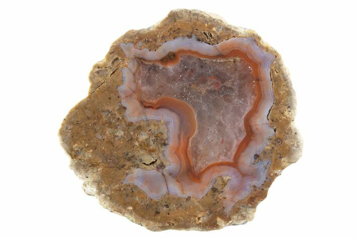 Polished Red Hot (Berrendo) Thunderegg Half - Mexico #373236